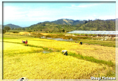 Cánh đồng lúa đẹp